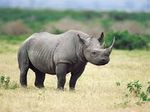 rhino.jpeg
