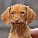Dog.png