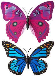 butterfly.jpg