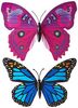 butterfly.jpg
