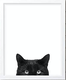 cat picture.png