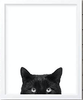cat picture.png