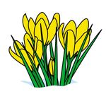 daffodils.jpg