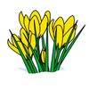 daffodils.jpg