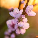Blossom5