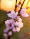 Profile (Blossom5)