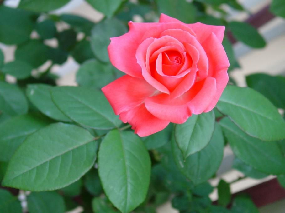 Rose.jpg