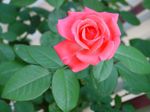 Rose.jpg