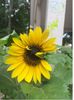IMG_1284Sun Flower.JPG
