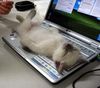 10-cat-on-laptop.jpg