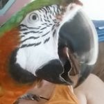 Rynomom