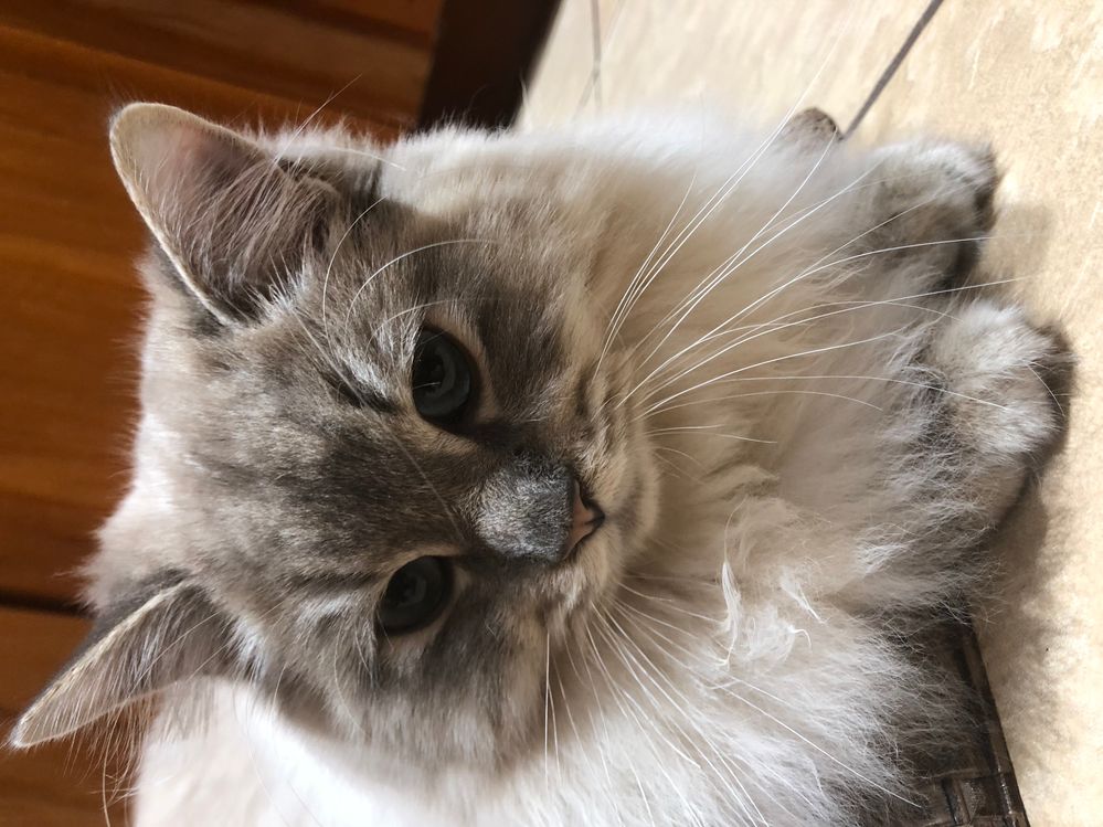 kitty.jpeg