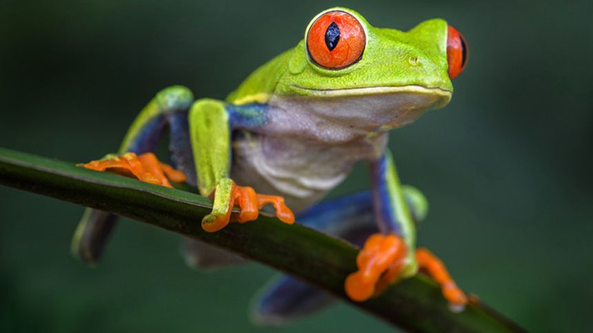 red-eyed-tree-frog-1.jpg