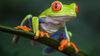 red-eyed-tree-frog-1.jpg