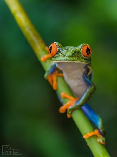 frog2.jpg