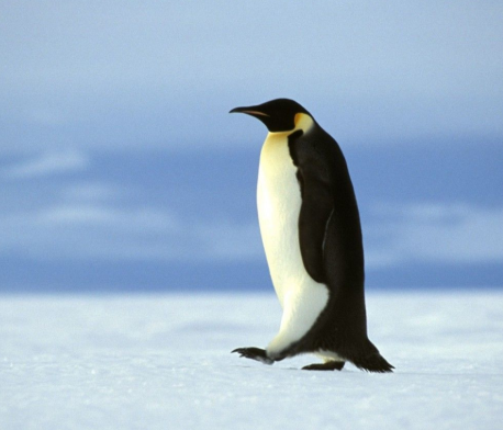 penguin.png