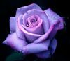 c9160fa806a531f62f40eacee89bb31d--lavender-roses-purple-roses.jpg