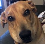 Duke Cropped.jpg